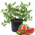 2 Watermelon Plants Live, 4'' Pot, Red Watemelon Fruit Small Plant Garden