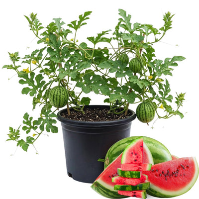 2 Watermelon Plants Live, 4'' Pot, Red Watemelon Fruit Small Plant Garden
