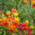 Set 3 Milkweed Plants Live, Red Milkweed Flower Live Plant for Outdoor Indoor Gardening, Well Rooted, 4''