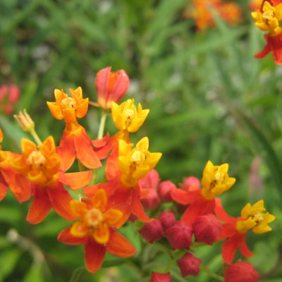 Set 3 Milkweed Plants Live, Red Milkweed Flower Live Plant for Outdoor Indoor Gardening, Well Rooted, 4''