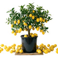 2 Meyer Lemon Tree Live Plants in 4'' Pot, Hardy Meyer Lemon Tree, Tropical Fruit Tree for Indoor and Outdoor Planting, Fragrant Citrus Plants, Well-Rooted, 2-3 Inches Tall