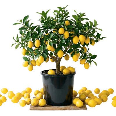 2 Meyer Lemon Tree Live Plants in 4'' Pot, Hardy Meyer Lemon Tree, Tropical Fruit Tree for Indoor and Outdoor Planting, Fragrant Citrus Plants, Well-Rooted, 2-3 Inches Tall