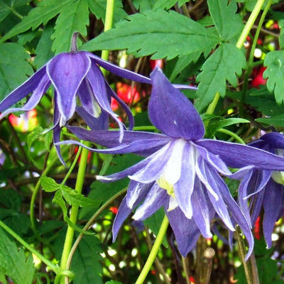 Blue Clematis Seeds for Planting, 15 Clematis Vine Seeds Clematis Flowers, Clematis Seeds Perennial to Grow