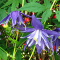 15 Blue Clematis Seeds for Planting, Clematis Vine Seeds Clematis Flowers, Clematis Seeds Perennial