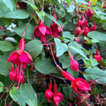 Red Fuchsia Plants Live, Fuchsia Plants, 3 to 5" Tall Starter Plug, Hardy Perennial Flowers Plant for Planting, Hanging Basket, Colorful Plant