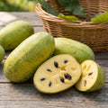 Pawpaw Live Plant, Pawpaw Fruit Tree, 1-2 Ft Tall