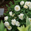 White Rose Bushes Ready to Plant, Climbing Roses Live Plants Fragrant, 6-8 Inc Tall in Pot, Year-Round Blooming, Can Grow as Bush or Climber