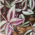 Silver Wandering Jew Live Plant 2.5 Potted, Wandering Jew Live Plant Indoor, House Plant Indoors Live