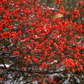 Winterberry Holly Plant Live Ready to Grow in 4 Inch Container, Red Holly Bush Live Plant for Planting, Winterberry Holly Shrub