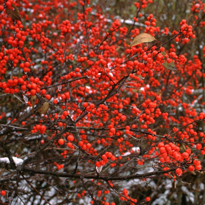 Winterberry Holly Plant Live Ready to Grow in 4 Inch Container, Red Holly Bush Live Plant for Planting, Winterberry Holly Shrub