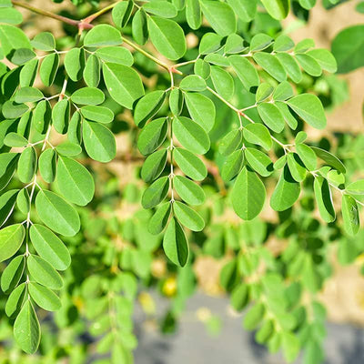04 Trees Moringa Plants Live for Planting Oleifera Moringa Live Tree, Well Rooted, Come Without Pot, 6 to 10 Inches Tall