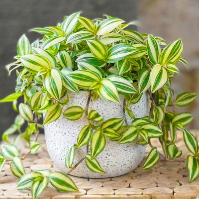2 Variegated Wandering Jew Plants Live Houseplants, Rooted Cuttings Tradescantia Live Plant for Décor, Fast-Growing and Easy to Grow, Starter Size