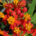2 Tropical Milkweed Plants Live Butterfly Asclepias Tuberosa, Wildflowers Perennial Bush, Swamp Common Plant, 5-9" in Tall, No Pot
