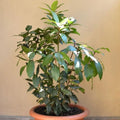 Bay Leaf Plant Live, Bay Laurel Culinary Herb, 5–8 Inches Tall, Well Rooted Starter Plant, No Pot, Ready for Indoor or Outdoor Growing