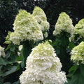 Change Color Hydrangea Live Plant in 2.5 Inch Pot, Hydrangea Trees Shrub Bush Perennial Outdoor Planting (White to Pink)