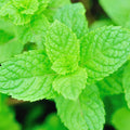 3 Spearmint Plants Live, Mint Herb Plants, 4 to 6 Inc Tall, Fragrant Perennial Plants for Gardening Outdoor, No Pot