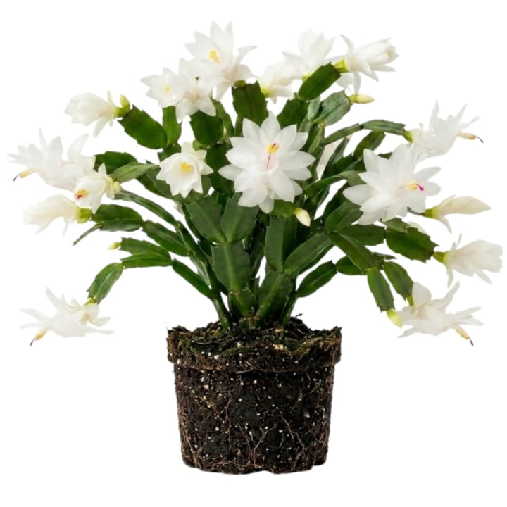 White Christmas Cactus Plant Live, Holiday Cactus, 4-6 Inch Tall