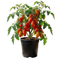 Tomato Plants Live, Red Tomato Plant, Long Red Fruit, Vegetable Plant from 6–8 Inches Tall in 4 Inch Pot for Outdoor Growing