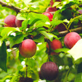 Cherry Plum Live Plant, 2-3 Ft Tall
