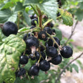 American Black Currant Live Fruit Plant, 6-12" Tall Starter Shrub for Garden, Patio, and Outdoor Spring Growing