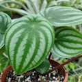 Watermelon Peperomia Plant, Live Peperomia Houseplant for Indoor Garden, 3 to 4 Inch Starter Plant