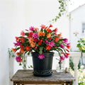 Random Easter Cactus Plant Live, Spring Easter Cactus Plant, 4-6 Inc Tall, Potted in 2 Inc Pot, Vibrant Bloom Houseplant for Hanging Basket, Pot and Shelves