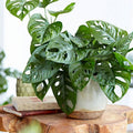 Live Monstera Adansonii Plant 4 Inch Pot, Swiss Cheese Plant Live, Monstera Plant Live, House Plant for Indoor Planting