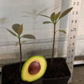 Live HASS Avocado Trees Plants Seedlings, 7 Months Old, Well Rooted HASS Avocado Plants Trees in 4 Inc Pot for Planting, Cold Hardy