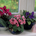 2 Random African Violet Plant Live, White Violet Flower, 3-5 Inches Tall