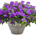 Pack 3 Purple Verbena Plants Live Perennial Ground Cover, No Pot, 5-9" in Tall, Can Grow As Trailing Bushes, Spring Flowers
