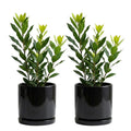 Bay Laurel Plant Tree Live, Laurus Nobilis Bay Leaf Trees, Sweet Bay Laurel Tree, 5-9" Tall, No Pot