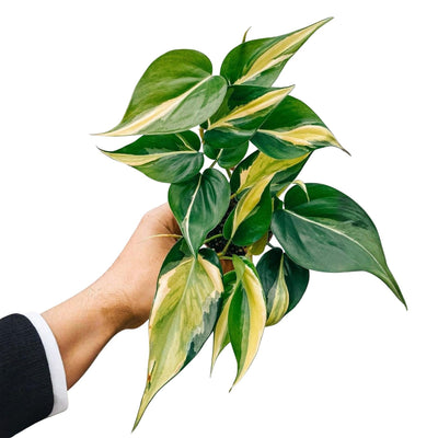 Philodendron Plant in 4 Inch Pot, Tropical Indoor Houseplant, Easy Care Foliage Plant for Home, Office, or Patio (Silver Stripe Philodendron)