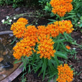 2 Orange Milkweed Plants Live Butterfly Asclepias Tuberosa, Wildflowers Perennial Bush, Swamp Common Plant, 5-9" in Tall, No Pot