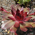 1 Hens and Chicks Succulent Plants Live Outdoor 2.5 Inch Container, Ornamental Hens & Chicks Plant Live Houseplant to Grow