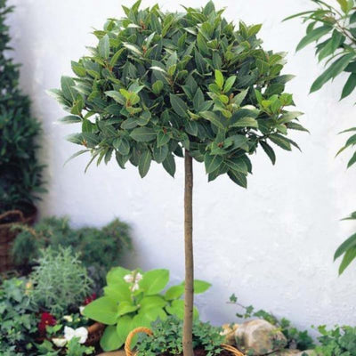 Bay Laurel Plant Tree Live, Laurus Nobilis Bay Leaf Trees, Sweet Bay Laurel Tree, 5-9" Tall, No Pot