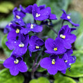 African Violet Plant, Blue African Violets Live Plants, 4 to 6 Inc Tall