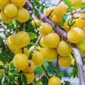 Yellow Plum Tree Live Plant, Fruit Tree Plant, 2-3 Ft Tall