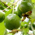 Guava Tree Live Plant 6-9” Tall, Tropical Guava Seedling for Garden and Container Growing (White Guava)