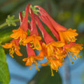 Honeysuckle Live Plant, Fragrant Honeysuckle Vines, Perennial Lonicera Bush for Outdoor Garden 3-6 Inches (Coral)
