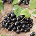 Black Currant Live Fruit Plant, 6-12" Tall Starter Shrub for Garden, Patio, and Outdoor Spring Growing
