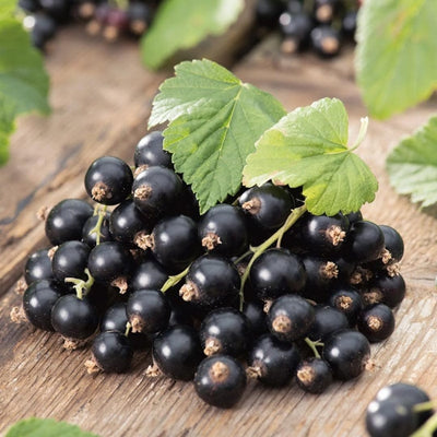 Black Currant Live Fruit Plant, 6-12" Tall Starter Shrub for Garden, Patio, and Outdoor Spring Growing