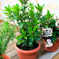 Sweet Bay Leaf Plant Live, 8-10 Inch Laurus Nobilis Tree for Planting, Bay Laurel Herb for Home Garden or Containers