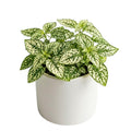 Polka Dot Live Plant, Polka Dot Plant, Small Indoor Plants, 2.5 Inches Pot for Indoor or Outdoor Houseplant (White)
