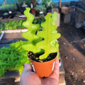 Fishbone Cactus Plant Live, Epiphyllum Cactus Live Succulent, in 2" Pot