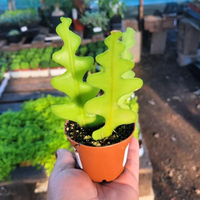 Fishbone Cactus Plant Live, Epiphyllum Cactus Live Succulent, in 2" Pot
