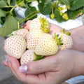 10 Rare White Carolina Pineberry Roots, White Strawberry Plants Live, Sweet and Very Fragrant for Planting Outdoor