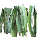 Set of 3 Dragon Fruit Cuttings, White Dragon Fruit Plants from 10 to 12 Inches Tall, Dragon Fruit Live Plants, Live Dragon Fruit Plant for Garden, No Roots