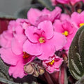 Pink African Violets Live Plants, African Violet Plant, 4 Inc Pot