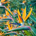 Live Bird of Paradise Plant, Orange Bird of Paradise 6-8" Tall, No Pot