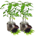 2 American Elderberry Plants Live for Planting, Black Elderberry Bush Live Plant 6 to 12 Inc Height, Bareroots